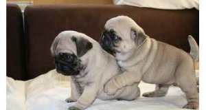 Κουτάβια Pug Carlino διαθέσιμα για 
