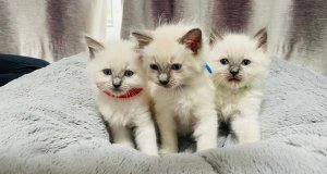 3 γατάκια Ragdoll,