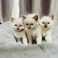 ragdoll kittens
