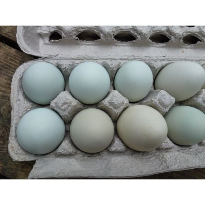 Αυγά εκκόλαψης